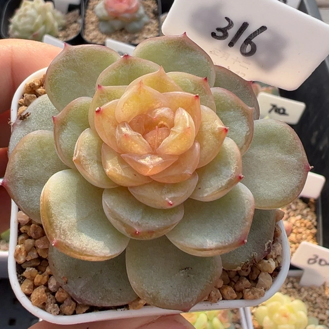 316号风花雪月系列芙蓉