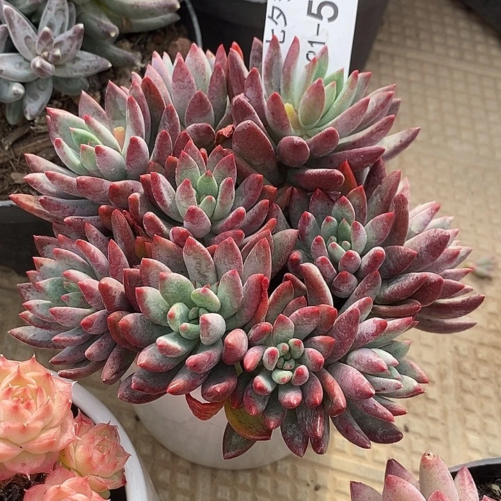 小七夕多肉相思豆55