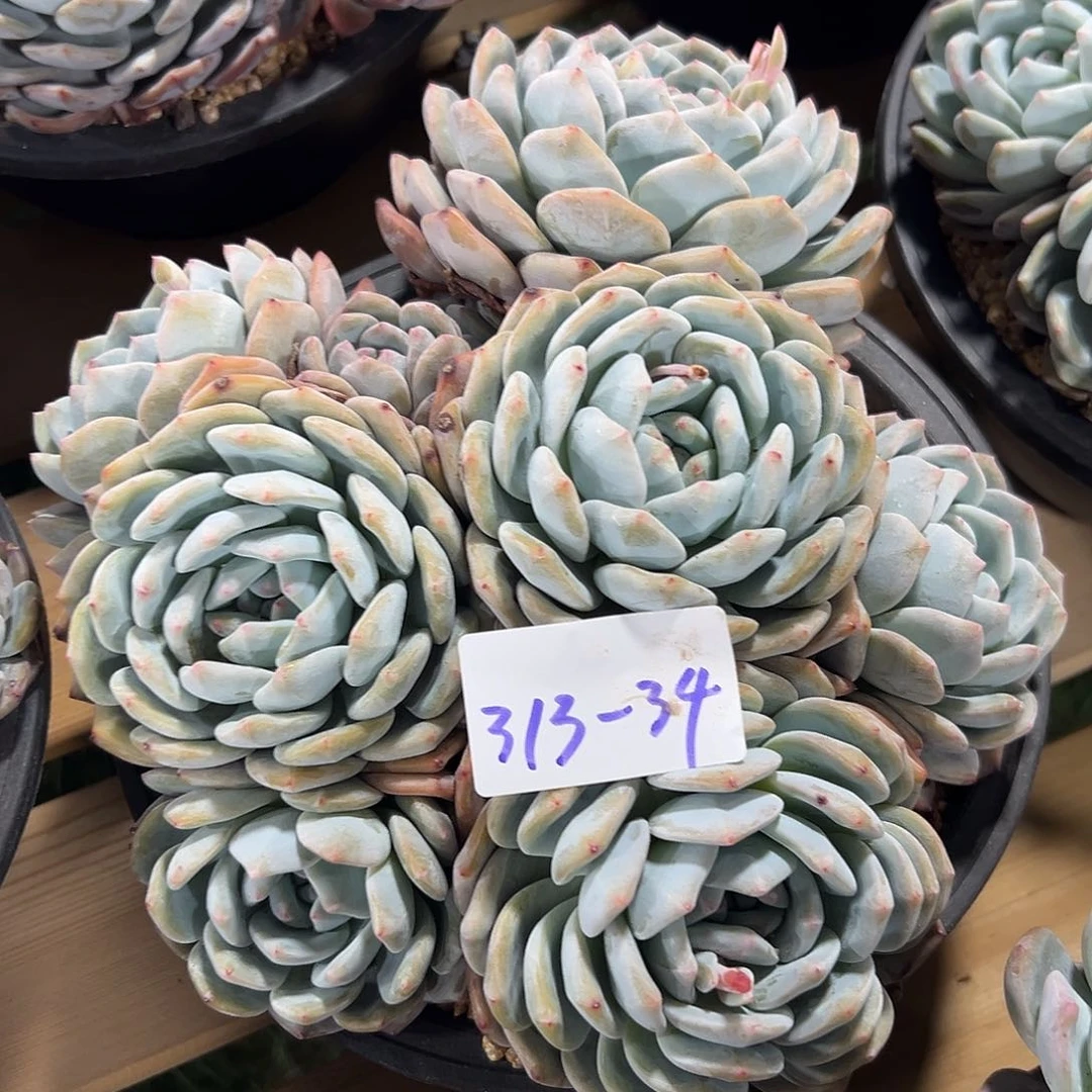 d**超313-34叠叶橙子多肉寄养