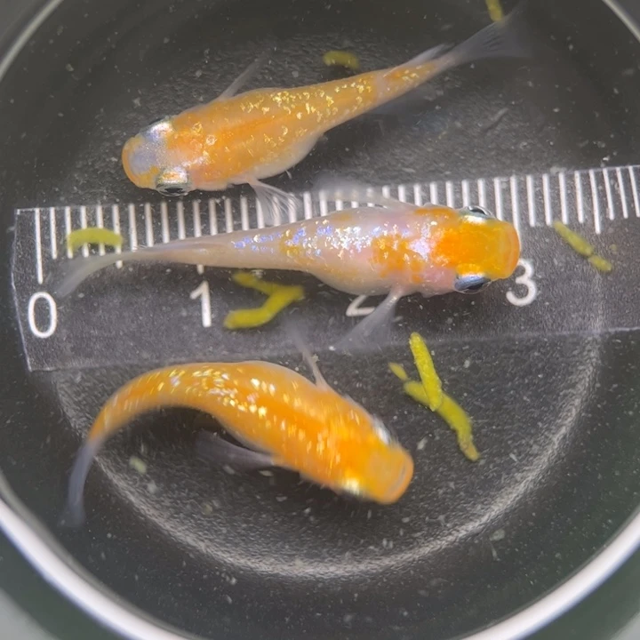 海水鱼短球体王华36号