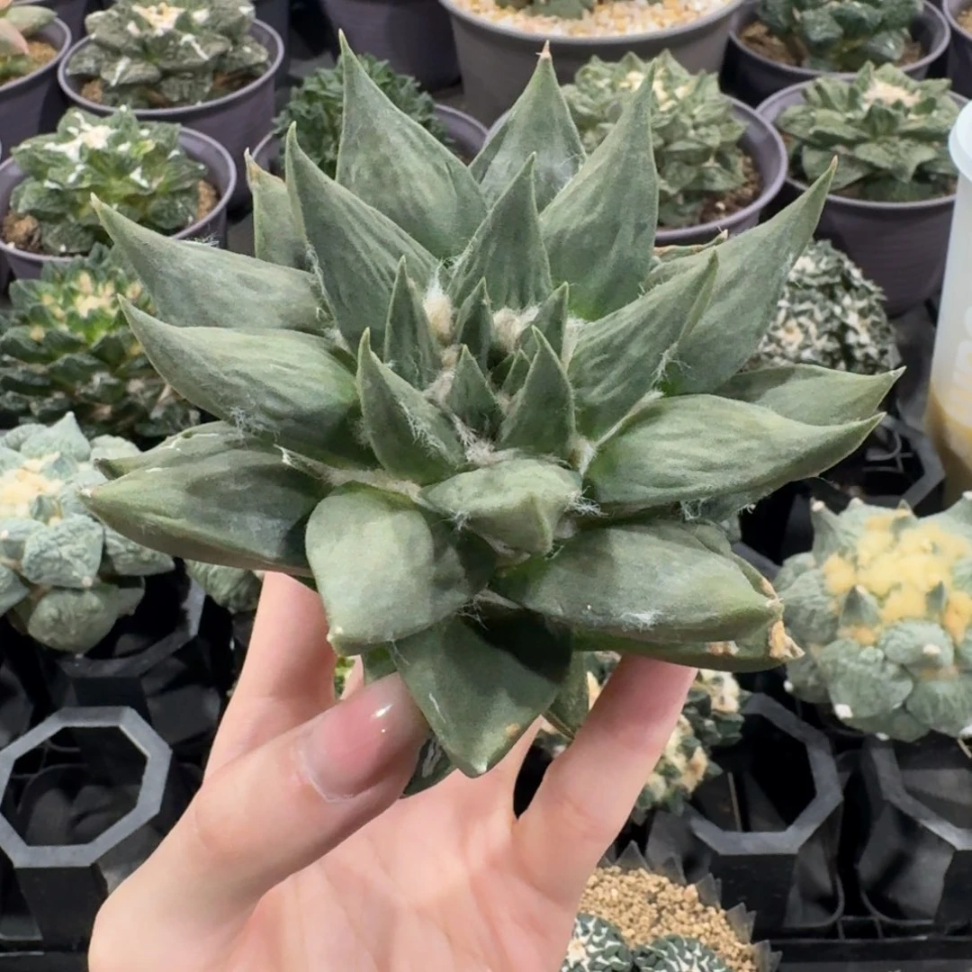 11.8cm龙牙无根福利价