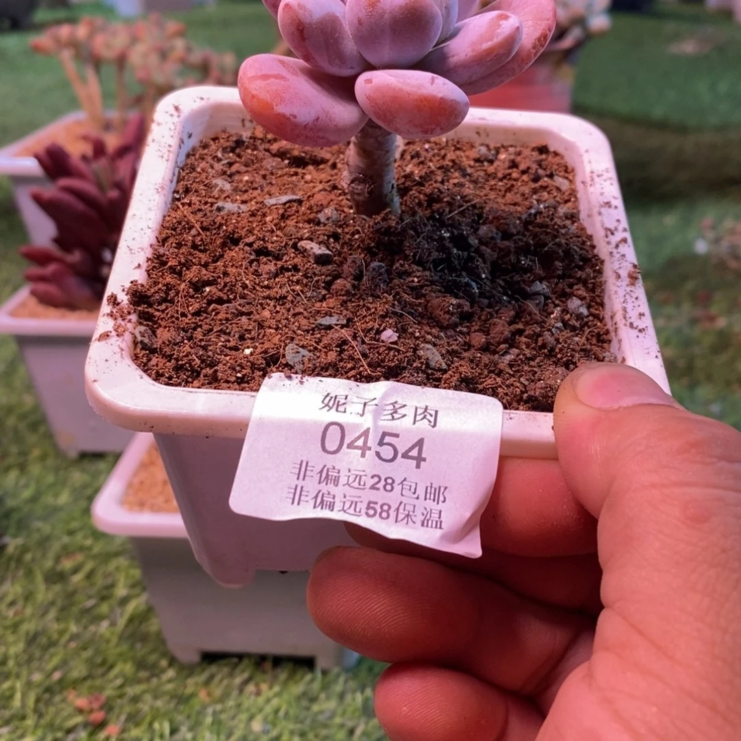 无***挡0454啊啊啊啊啊啊啊啊