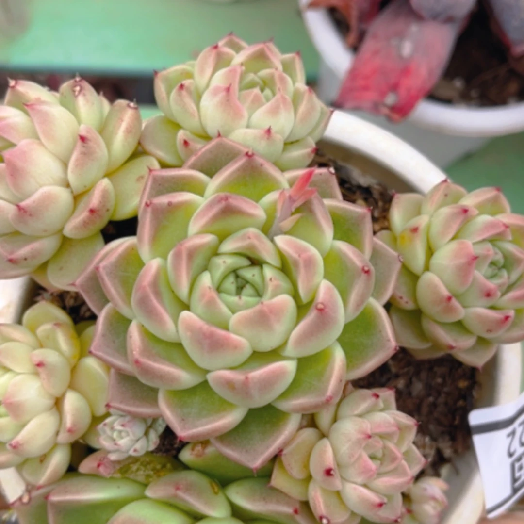 【闪购商品】石英0722