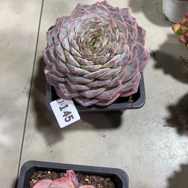 二***妞145纯爱杂多肉植物多肉