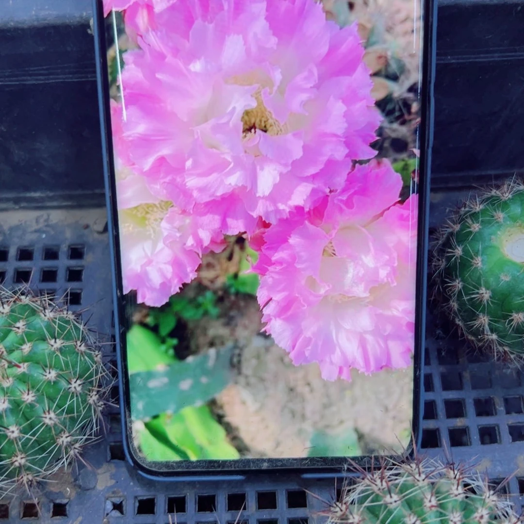 下30彩草粉可可歪无根侧芽4公分左右20包邮