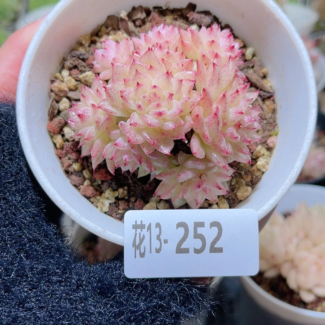 花利美13-252麦秆群