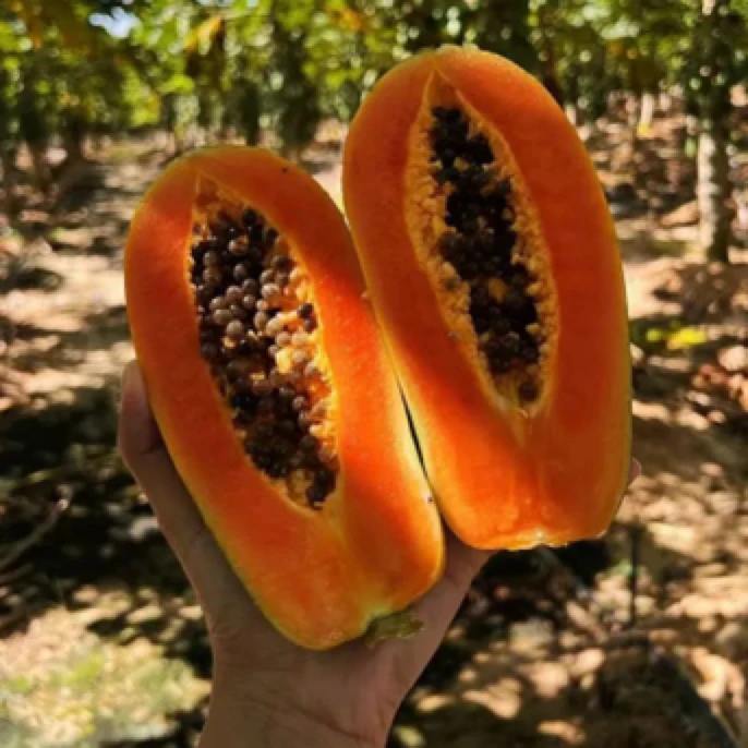 海南木瓜一个约500g海南省