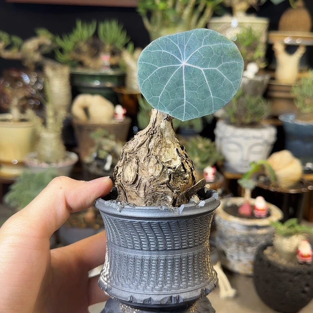 一物一拍老家一叶龟22