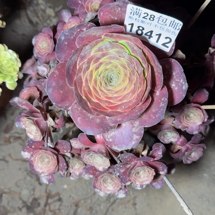 18412玫瑰多肉植物