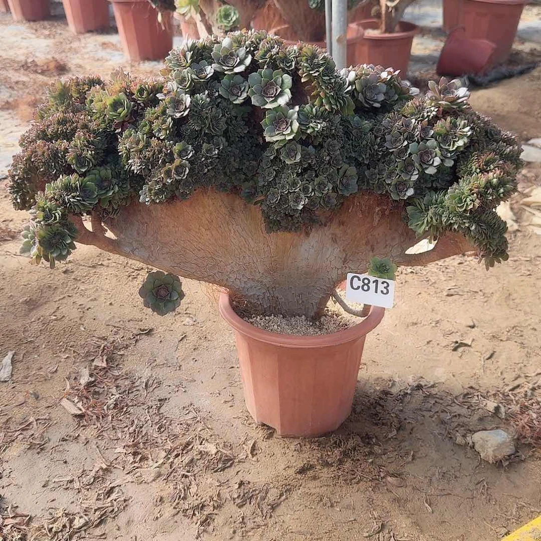 813万朵朵有伤一颗呀呀