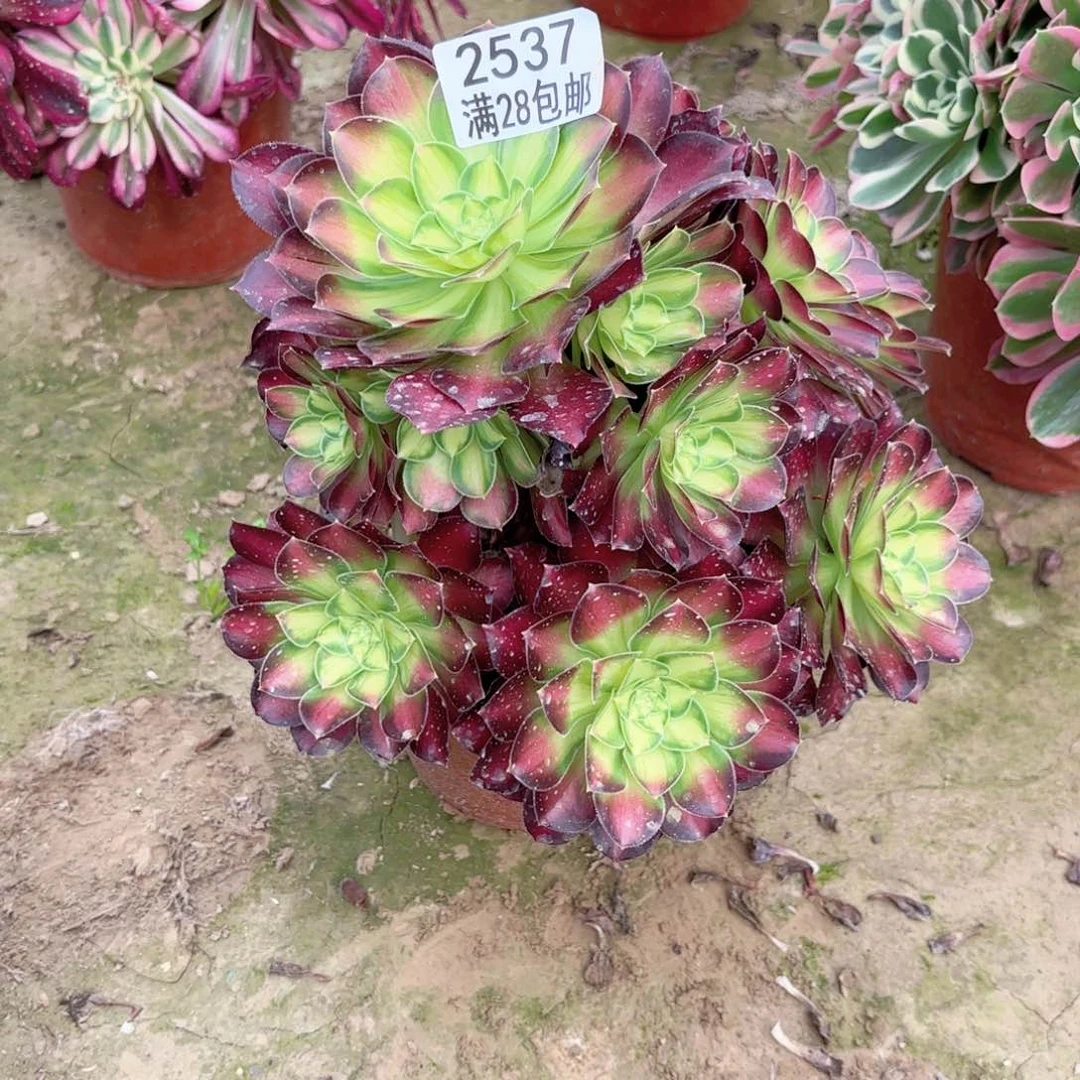 2537韶华多肉11111