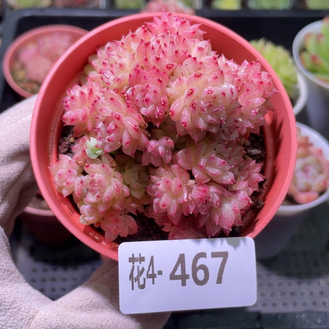 花利美4-467麦秆群