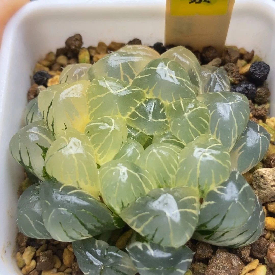 583糊斑湖水玉露锦一物一拍