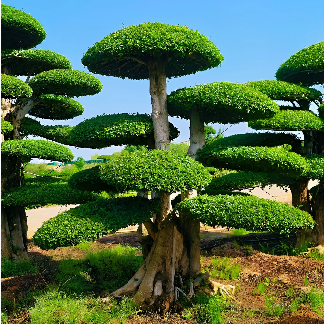 对节白蜡罗汉松绿植正宗盆景景观造型树专用定金原产地实物发货