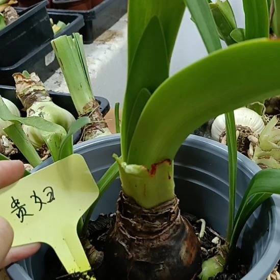 无花朵贵妇6+带2个侧