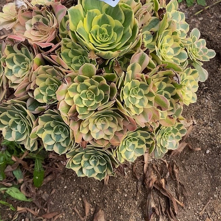 多肉植物七彩石473多肉