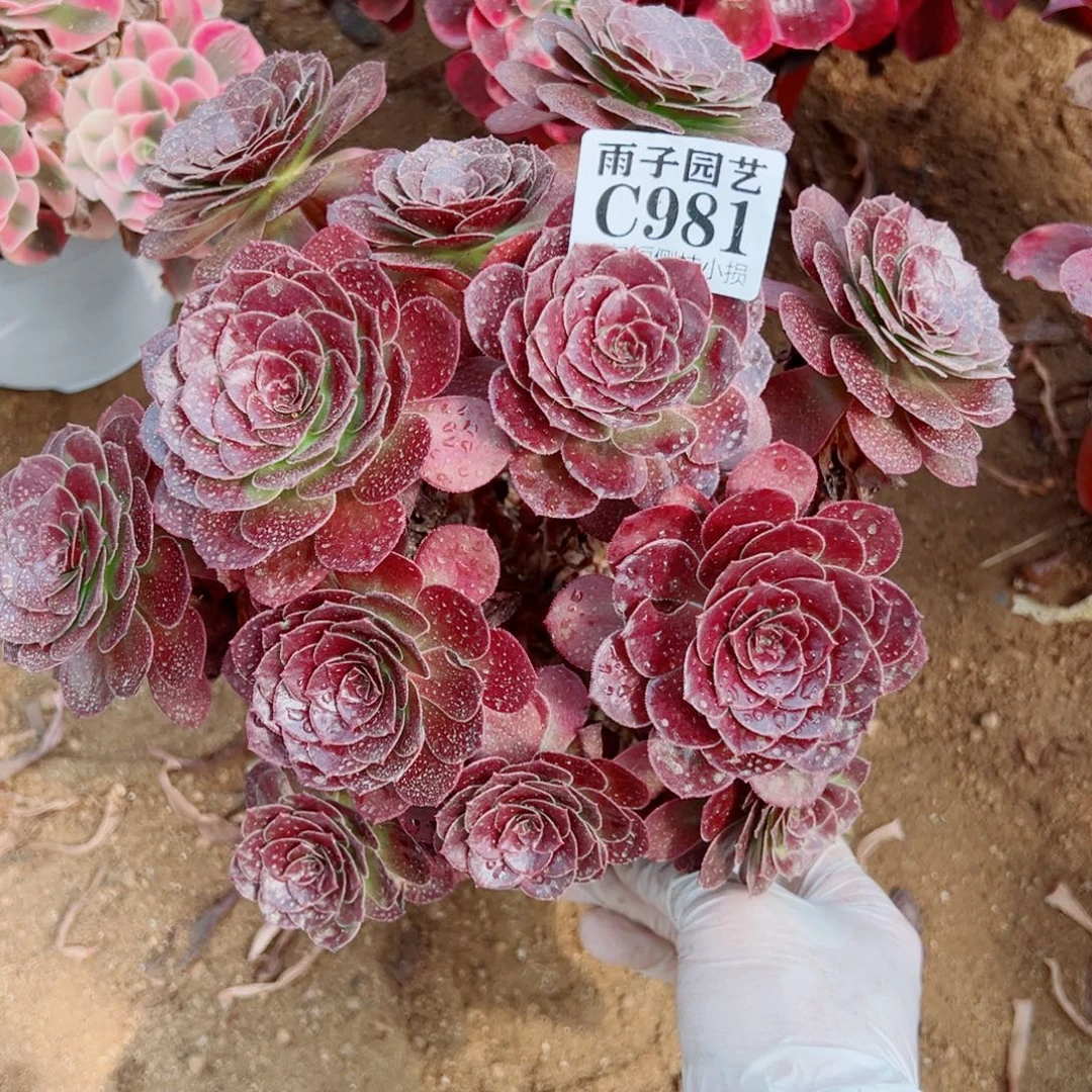 981黑珍珠尺寸20左右