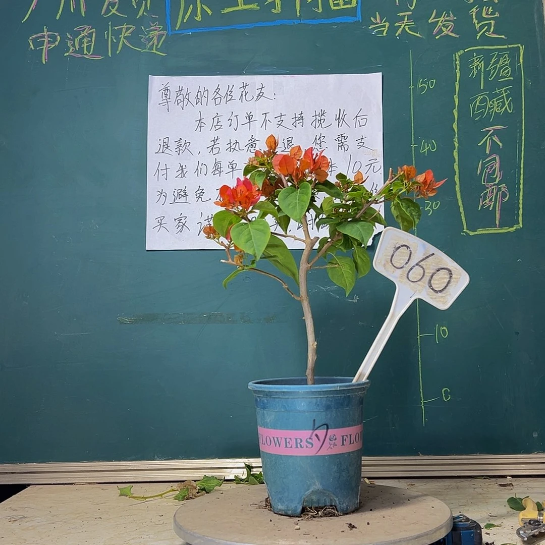 当前无花栽培后可以开花暗斑夕阳红 060