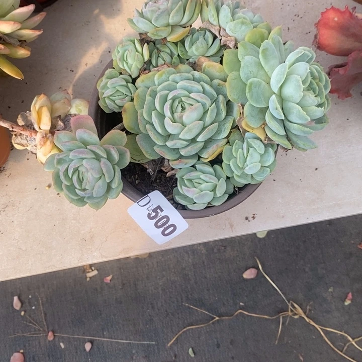 小***哒500西娜多肉植物多肉