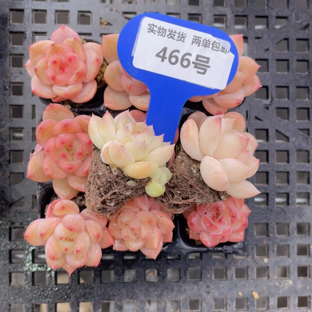 466号珍妮麦秆组合11个