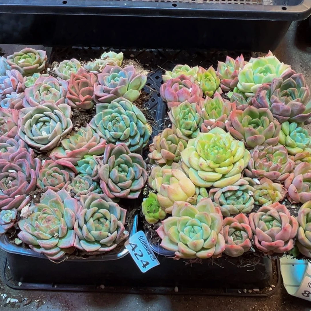 424多肉葡萄的价格是多少啊