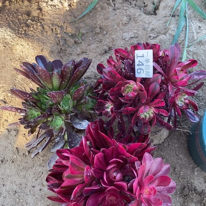 146安娜➕铜壶白➕美杜莎西2