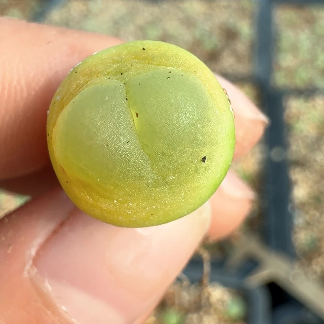 531拉拉尺寸1.3000000000000