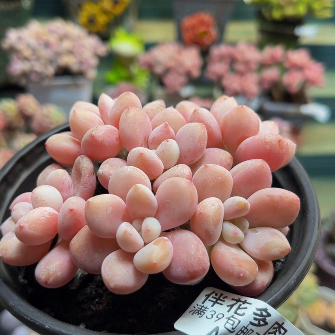 249樱花洛神8cm多肉