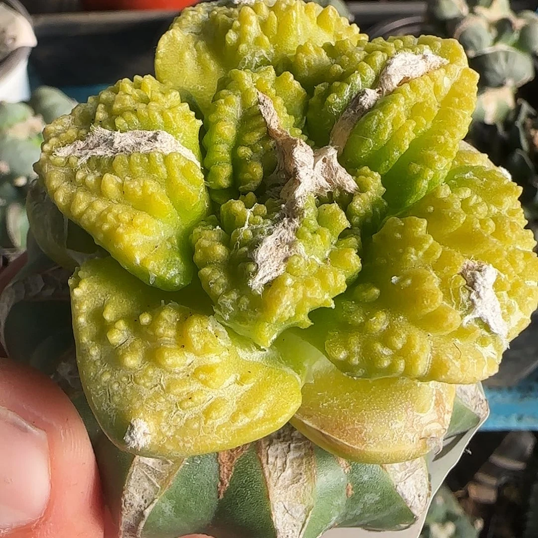 龟甲牡丹锦620。