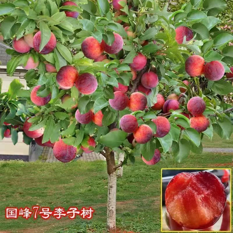 带土大红袍李子蜂糖李子西梅李子树苗南北方种植