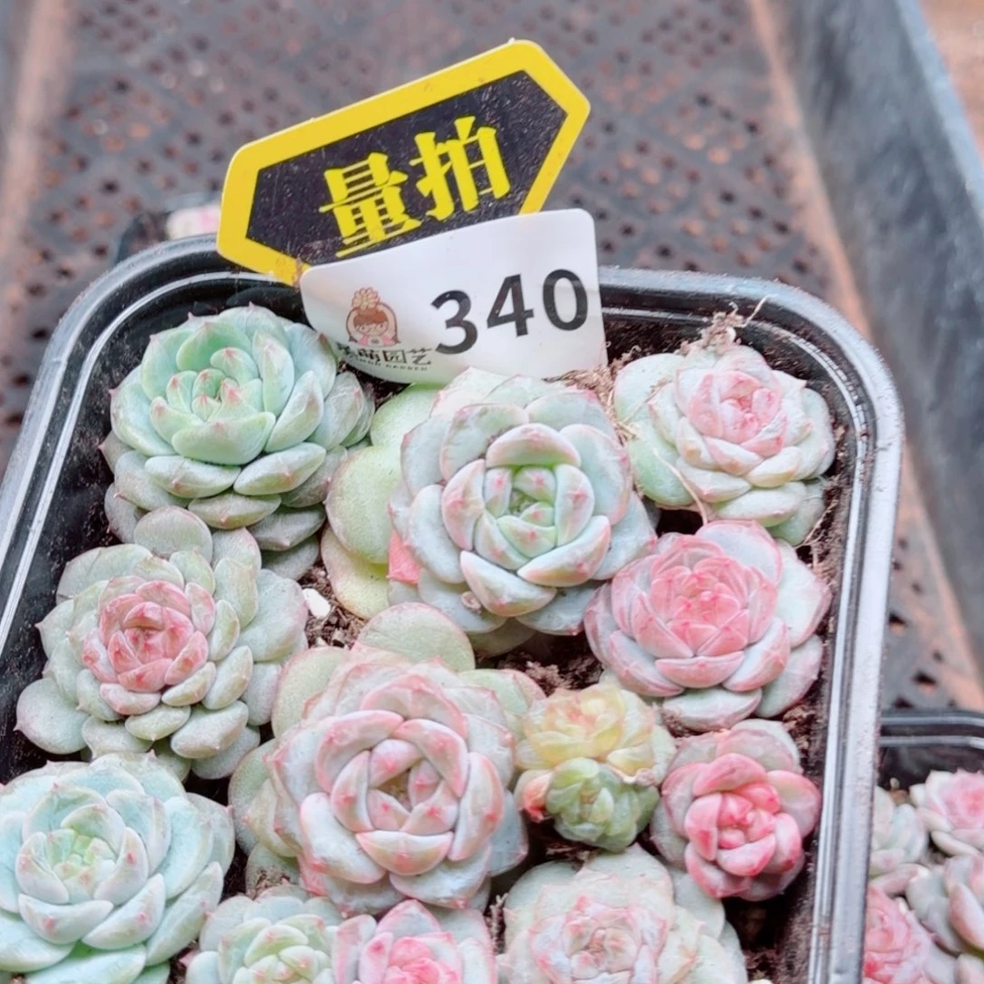 多肉植物多肉植物