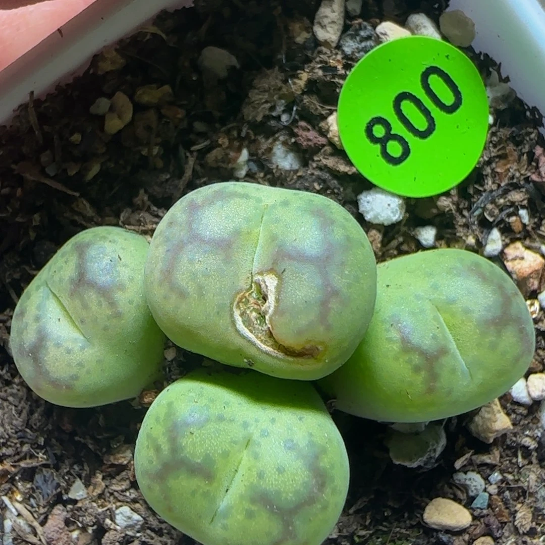杂交漂亮多肉植物800