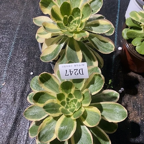 247燕姿锦多肉2颗
