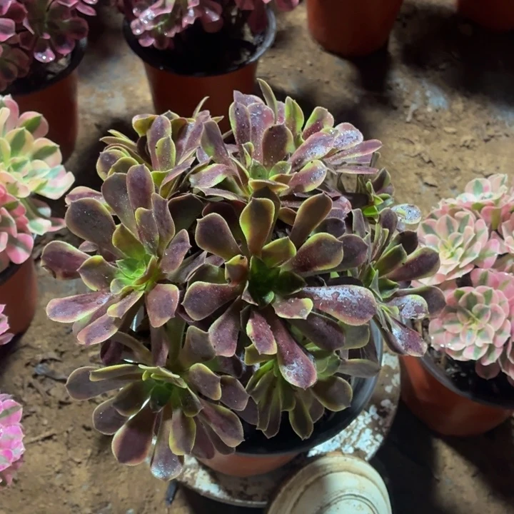 欧佳丽一棵脱土发货