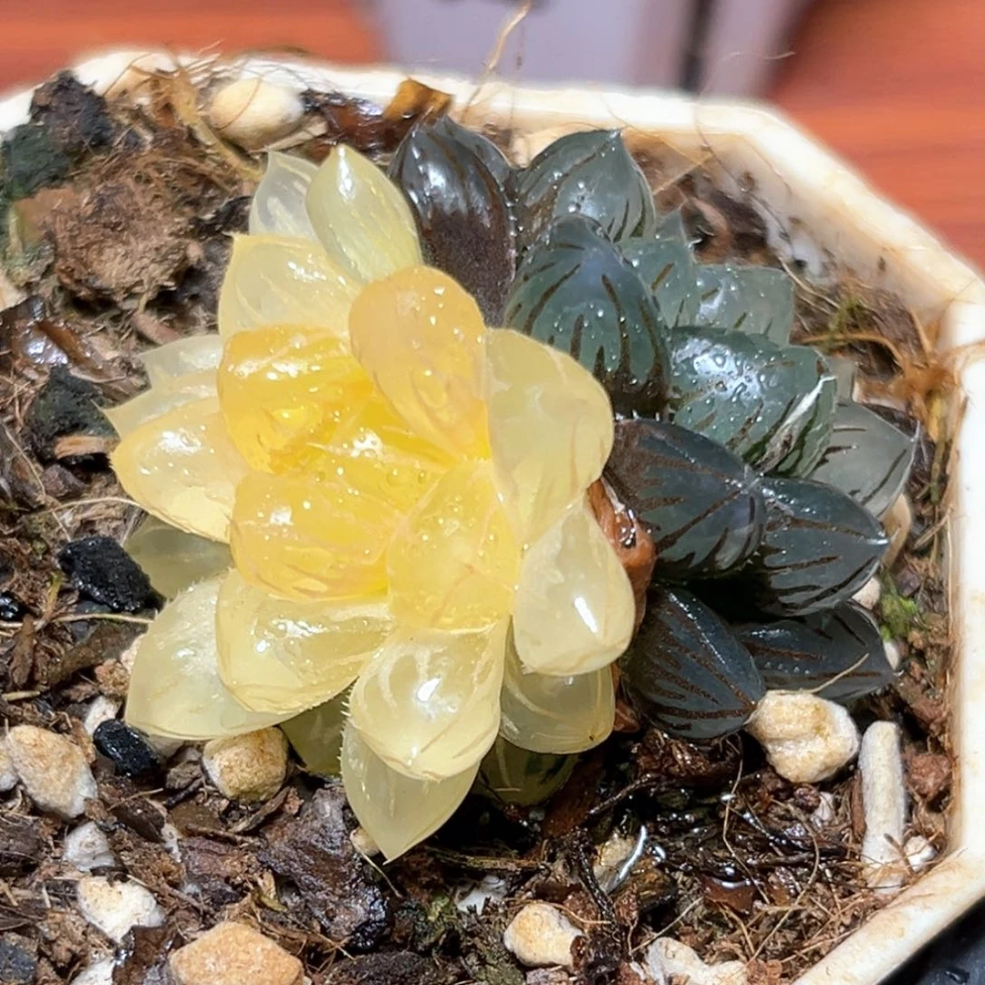 恭喜发财大吉大利427