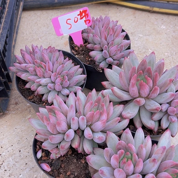 50羽毛纹虞美人一个带盆