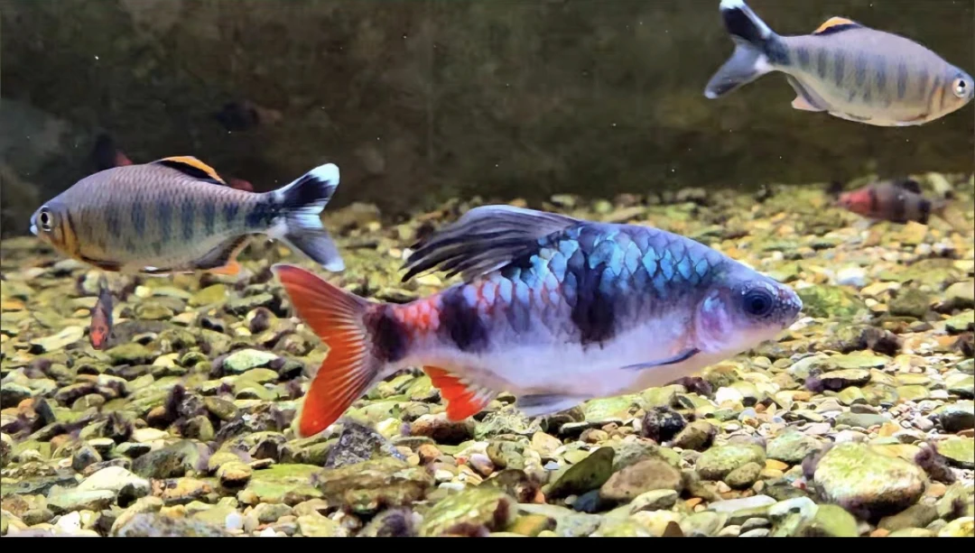 红尾绿荧光鲫观赏鱼