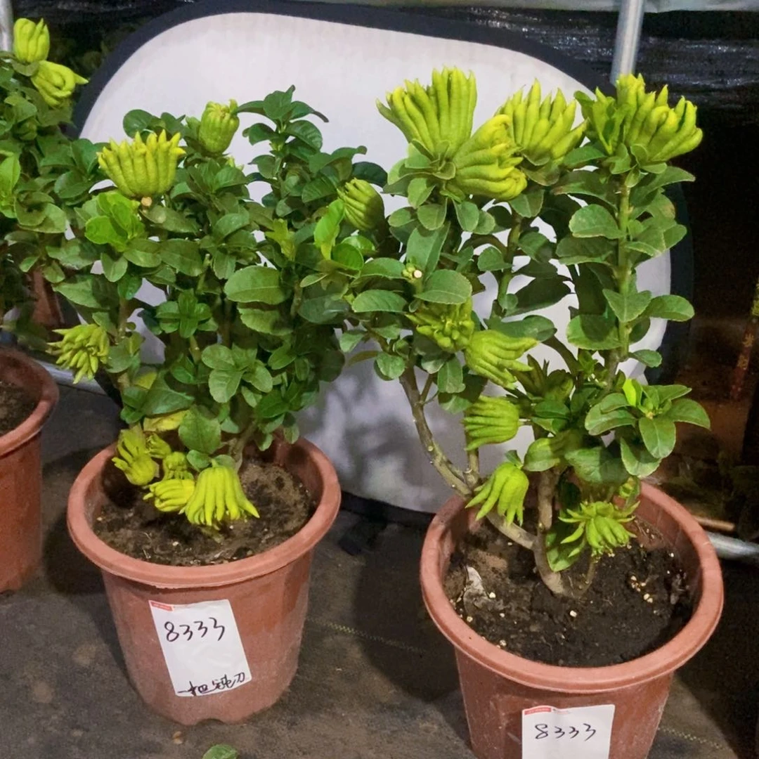 无花朵佛手盆栽植物