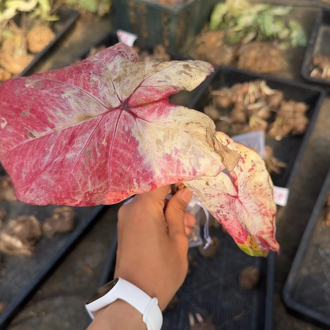 ****肉完全开放1861米兰裸球不售后