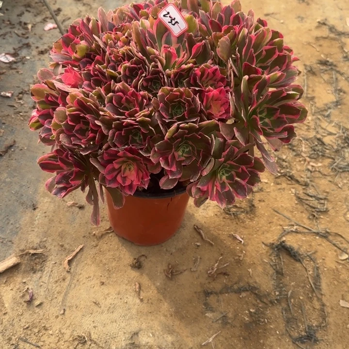 2-35皇后多肉不包售后