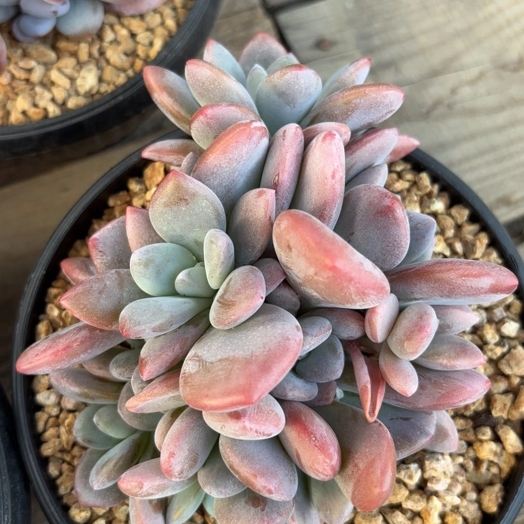 无花朵粉兔自然群