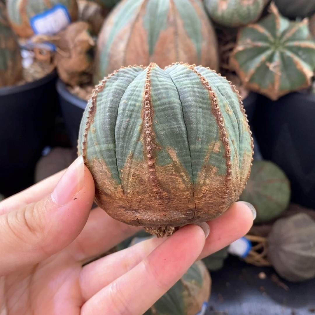 13原产地布纹球一物一拍