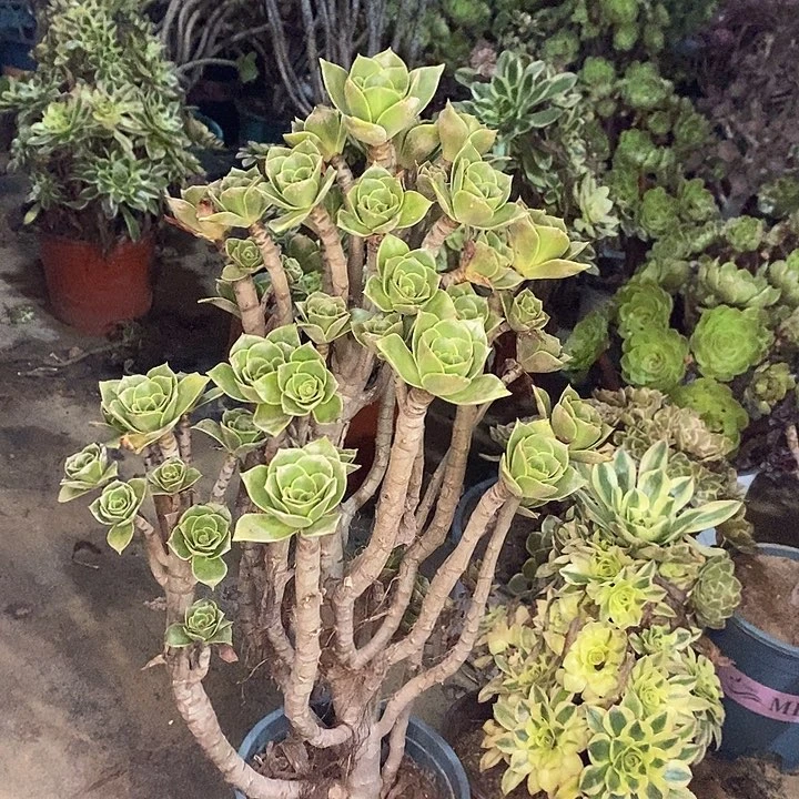香馥多肉植物017
