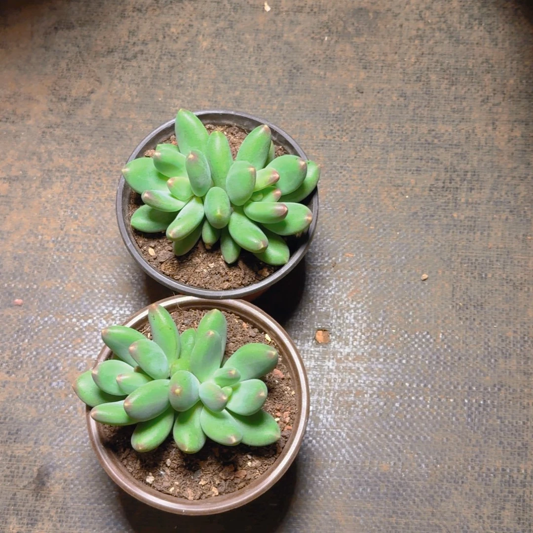 橘猫双头153633893939