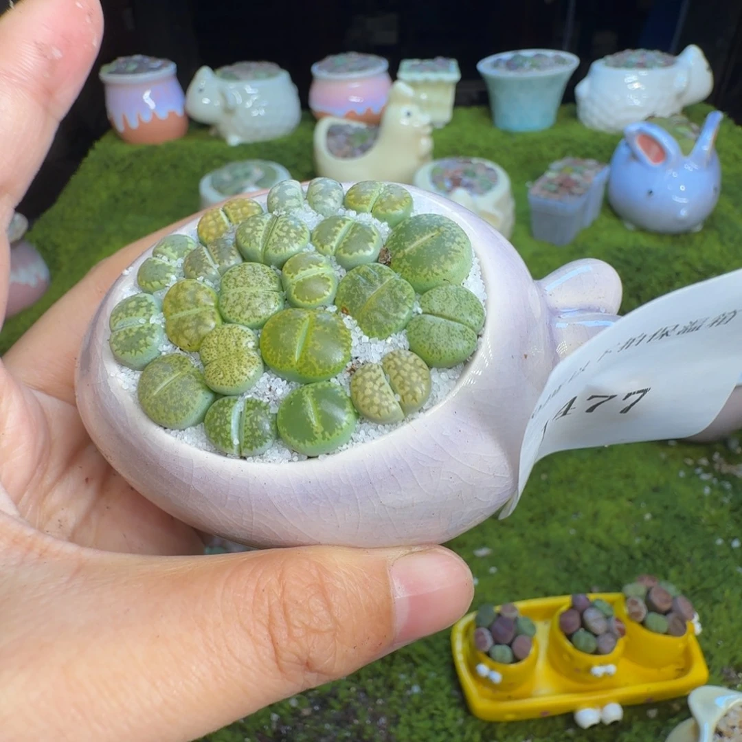 多肉植物福利冲1477