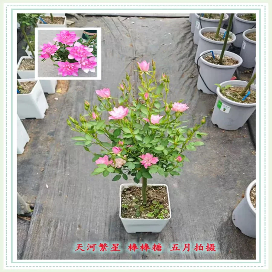 天河繁星棒棒糖月季花苗阳台树桩微型花苗