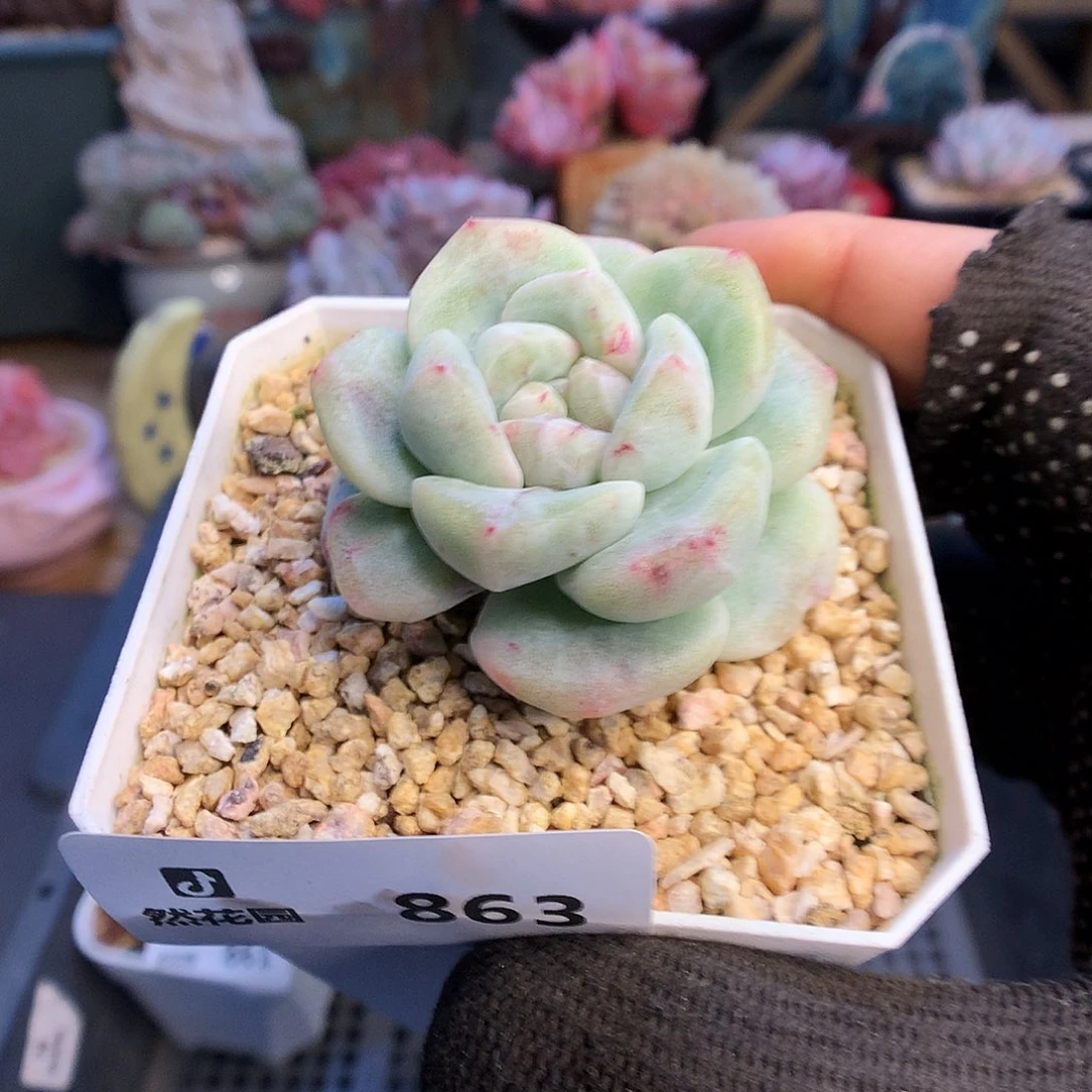 863冰玉石化多肉植物