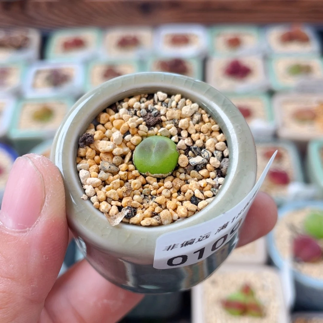 无花朵0109--一物一拍 带盆