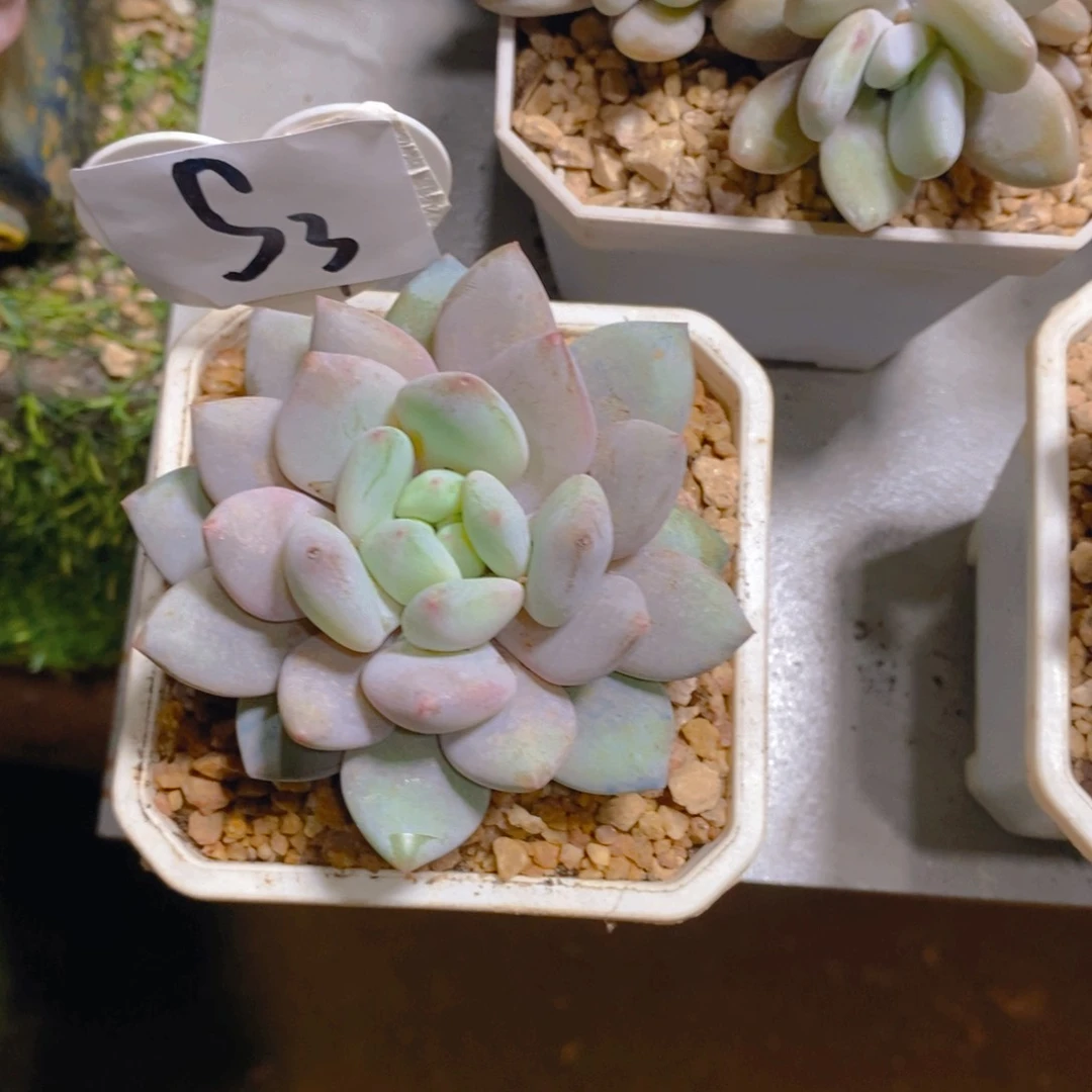 有****子半夏单头多肉植物