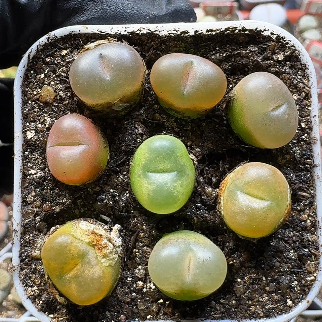 生石花111111。  160